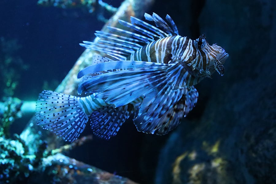Underwater lion fish