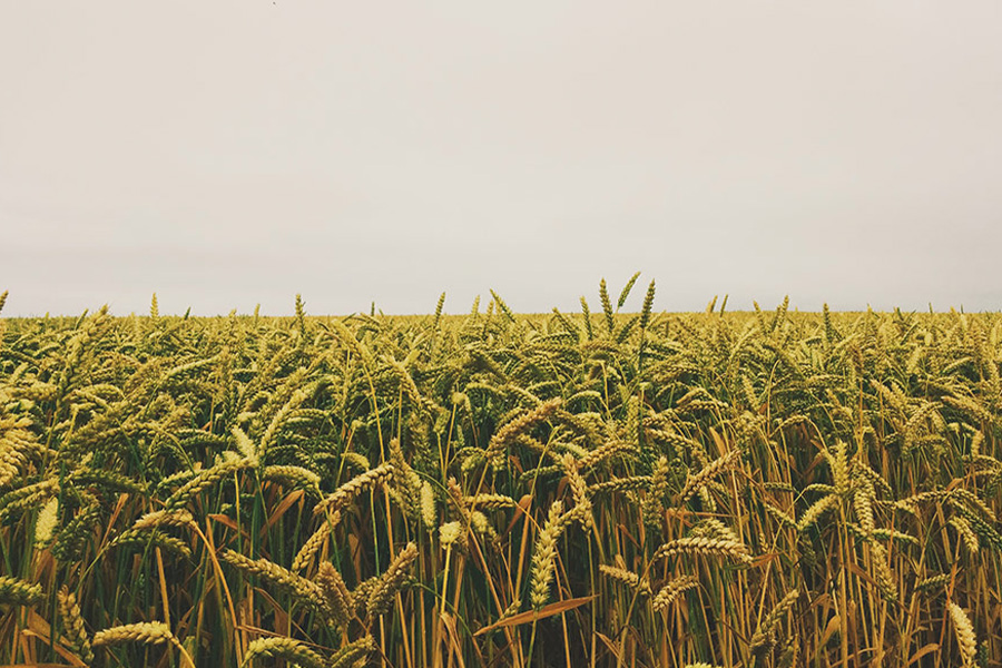 Wheat field under gray sky