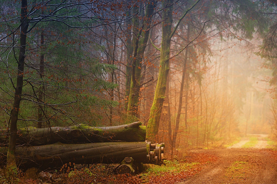 Tree trunks path forest