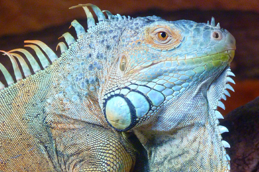 Green iguana
