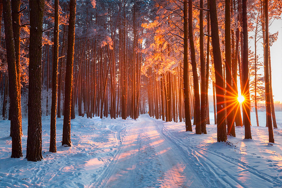 Winter forest with sunshine
