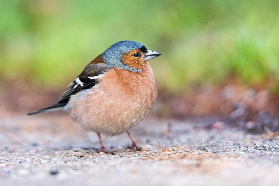 Chaffinch ave bird