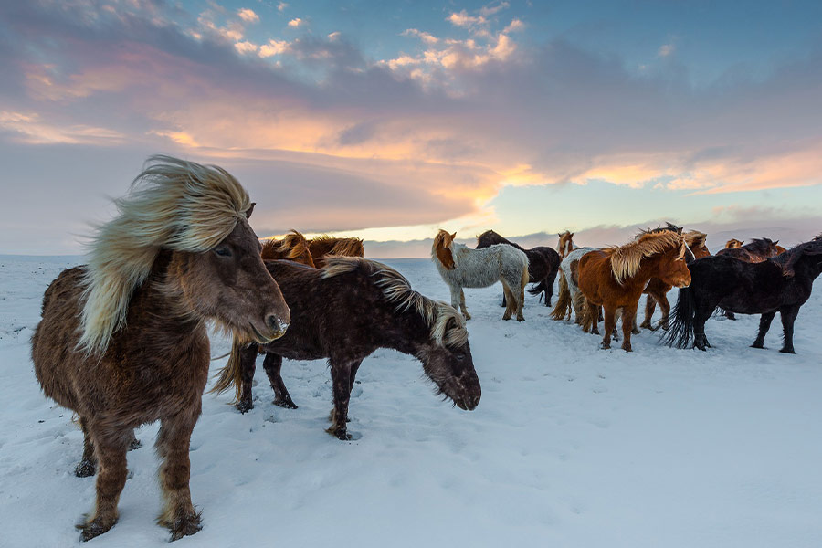Iceland horses frosty winter