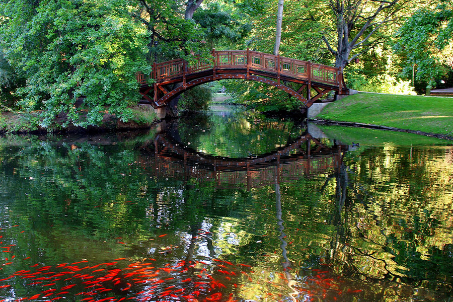 School of fishes red bridge