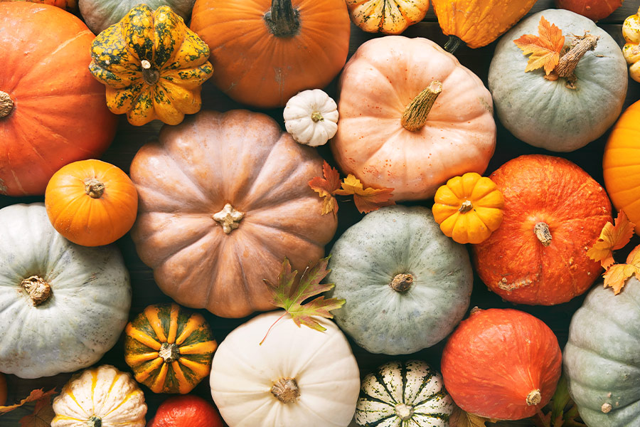 Various fresh ripe pumpkins