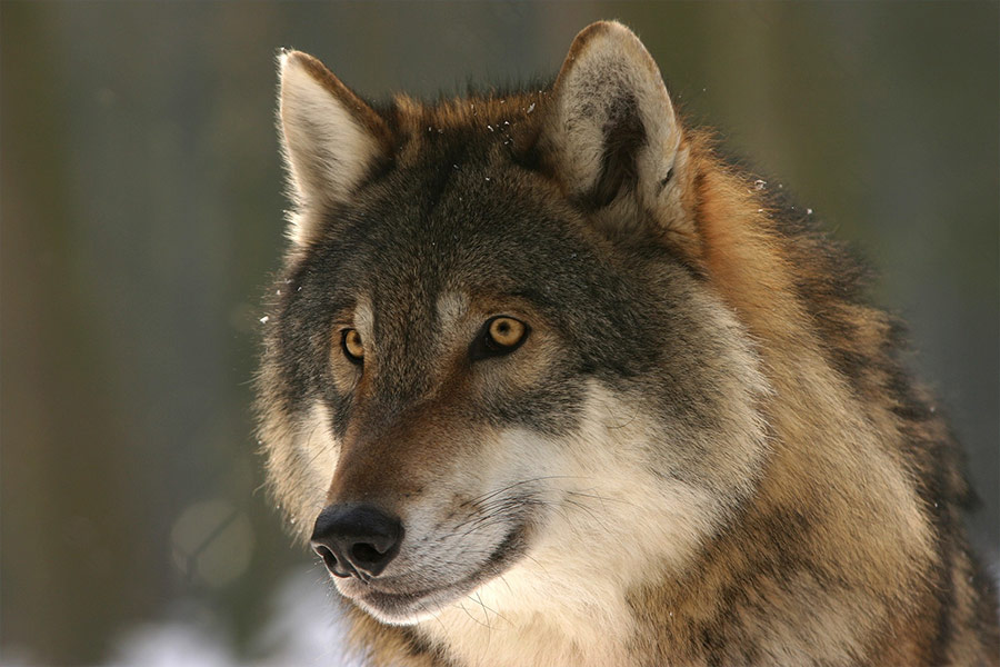 Canis lupus wolf canine
