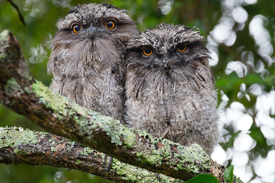 Two owls on tree branch