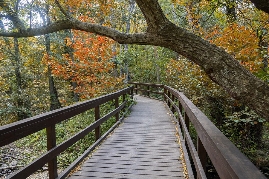 Boardwalk fall nature bridge