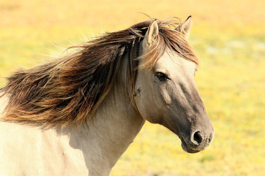 Equine mane horse