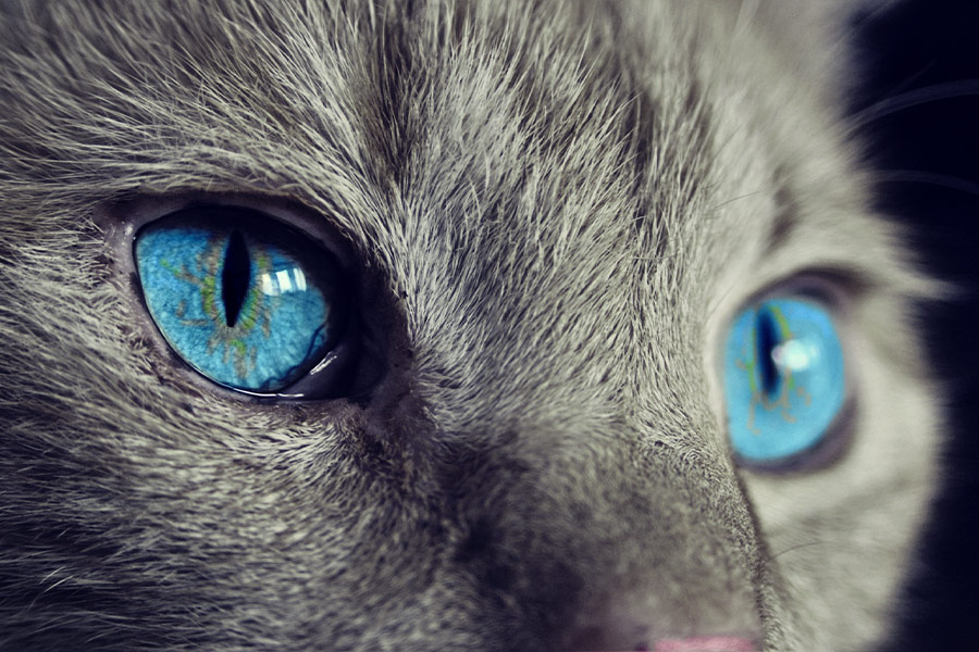 Close up blue eyes cat