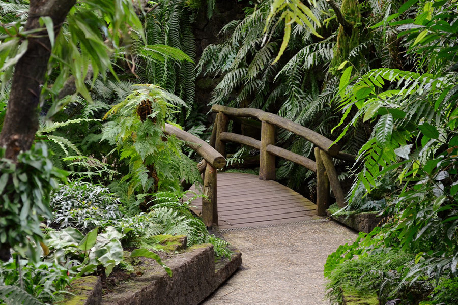 Boardwalk wooden bridge