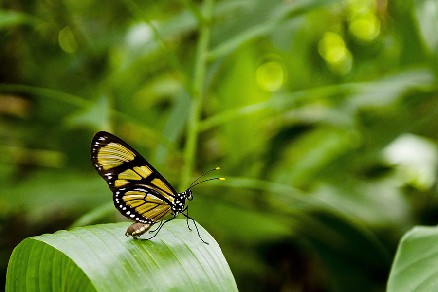 Butterfly on green leaf