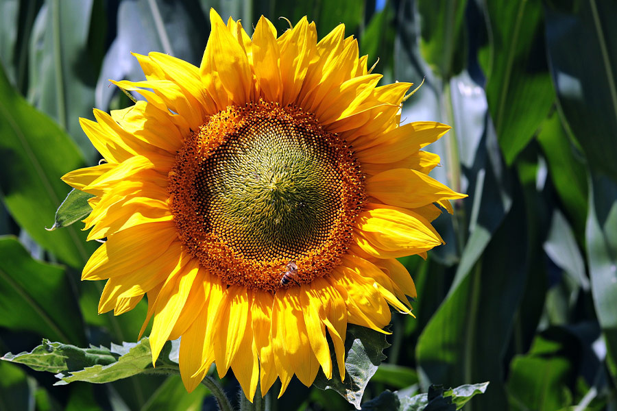 Beautiful sunflower