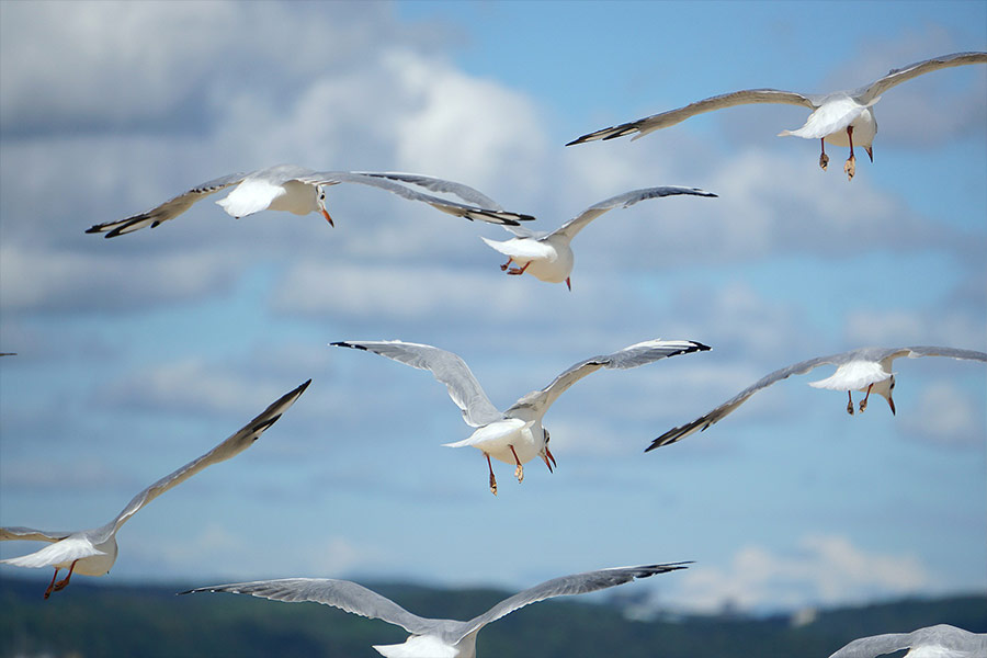 Flying seagulls sky