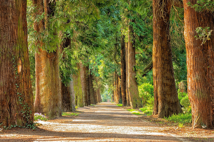 Avenue tree lined path trail
