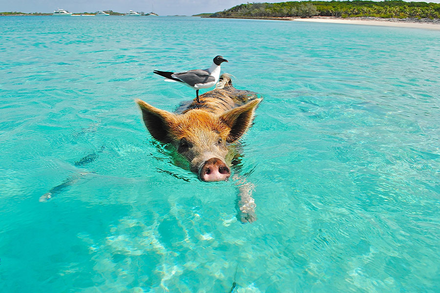 Swimming pig and white gray bird