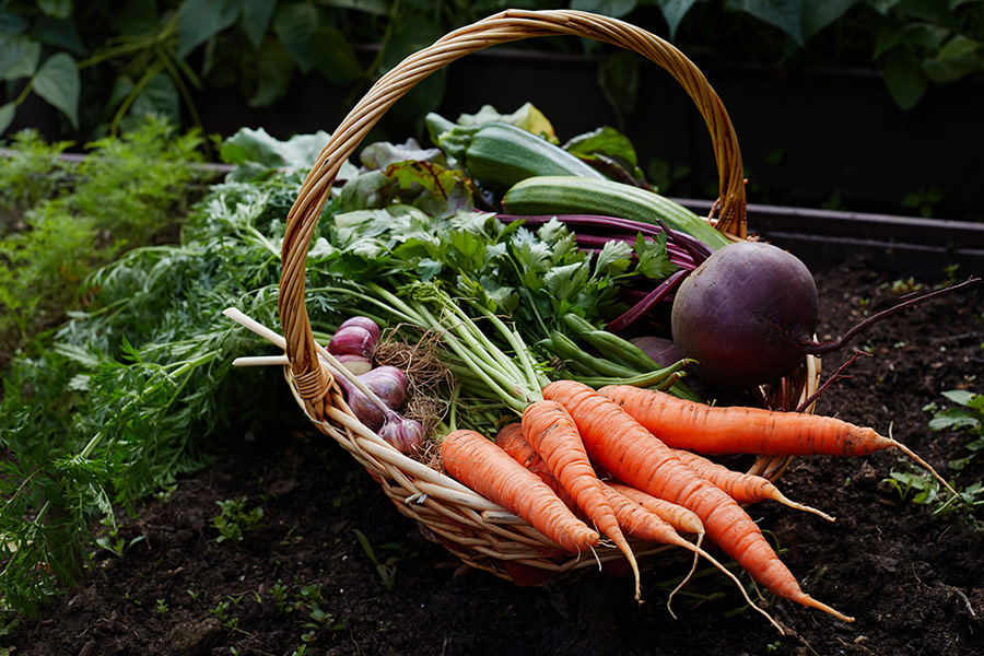 Basket of ripe vegetables