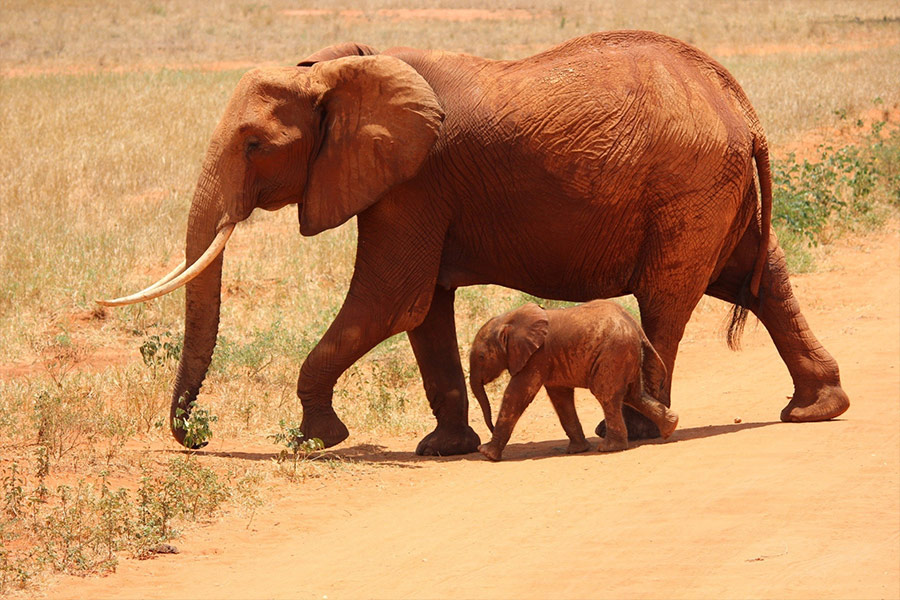Mother elephant and young little one