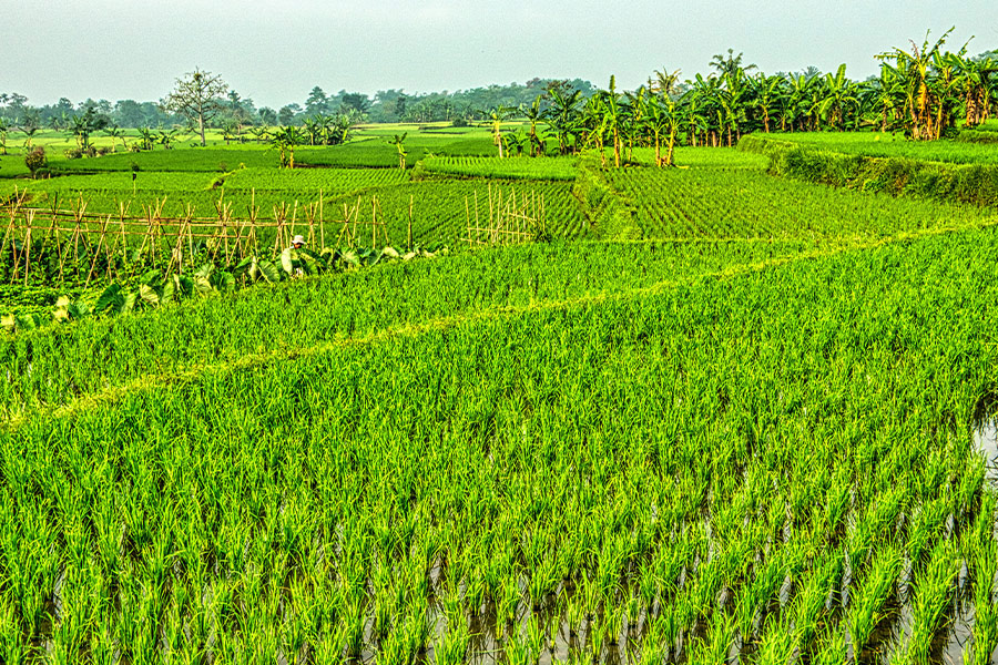 Green rice field