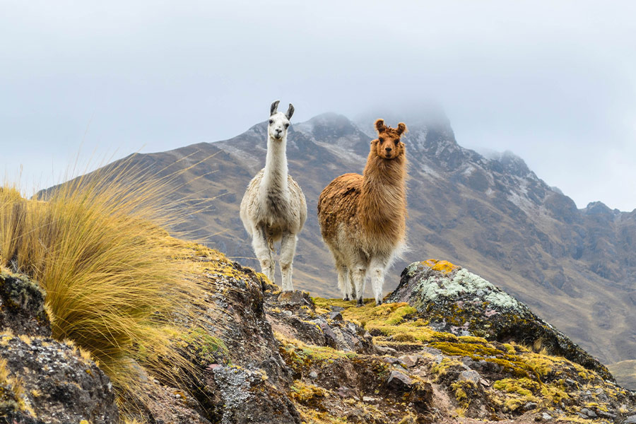 Llamas wandering mountains rural Peru