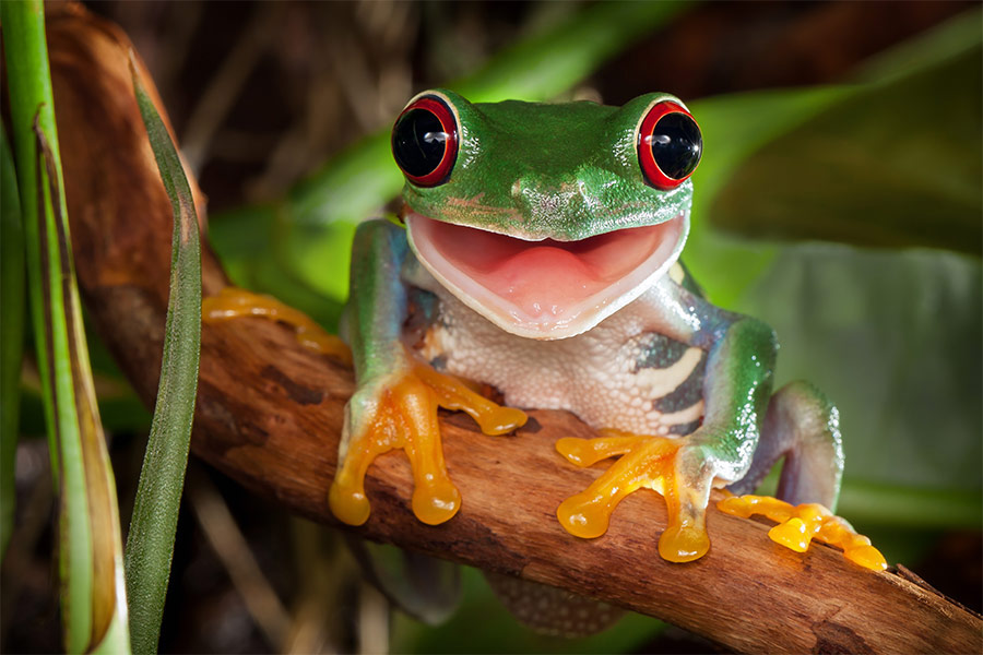 Red eyes frog smiling on the branch