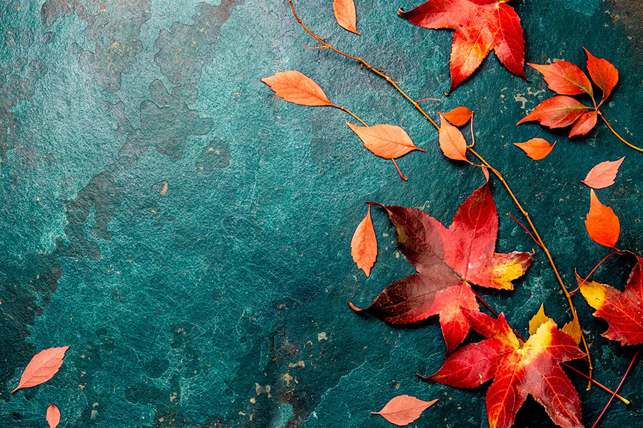 Red autumn leaves on blue turquoise background