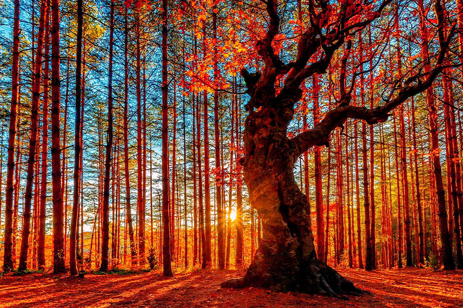 The sun sets behind the autumn forest