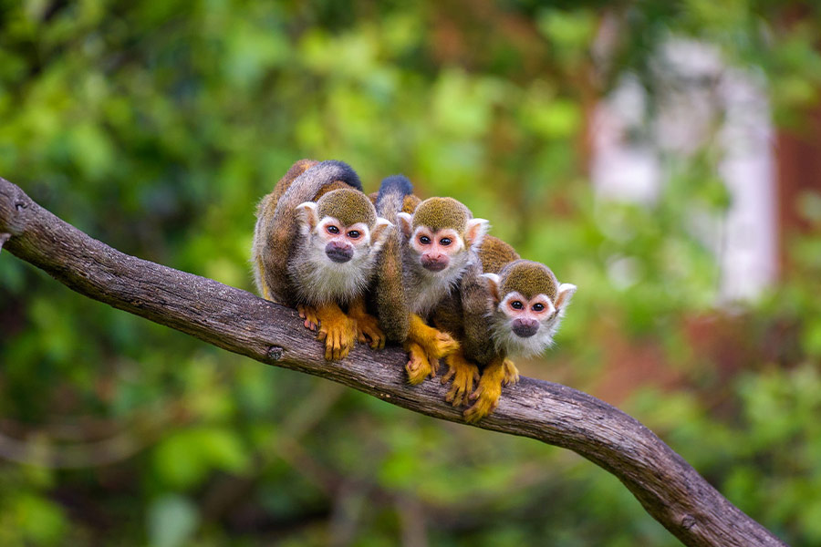 Three common squirrel monkeys