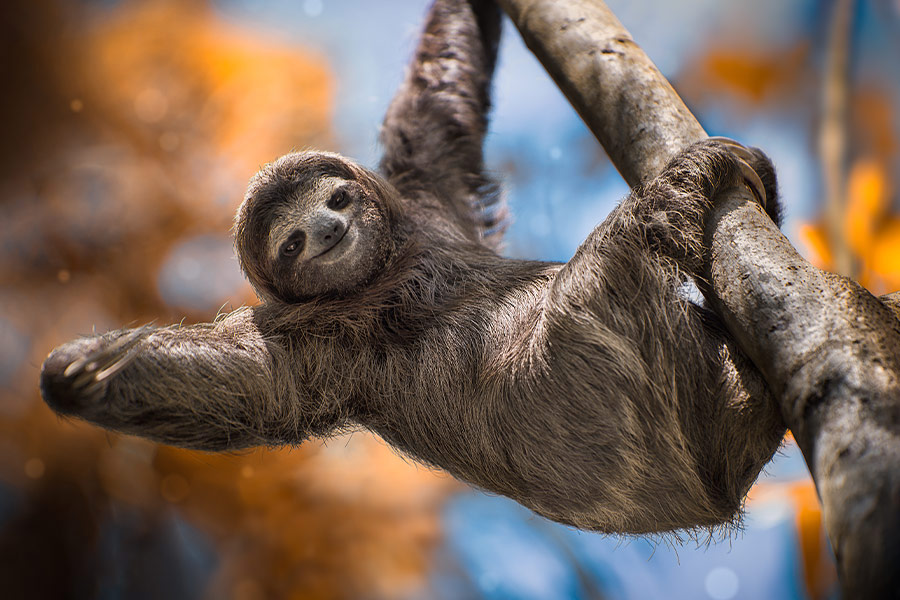 Costa Rica three toes sloth