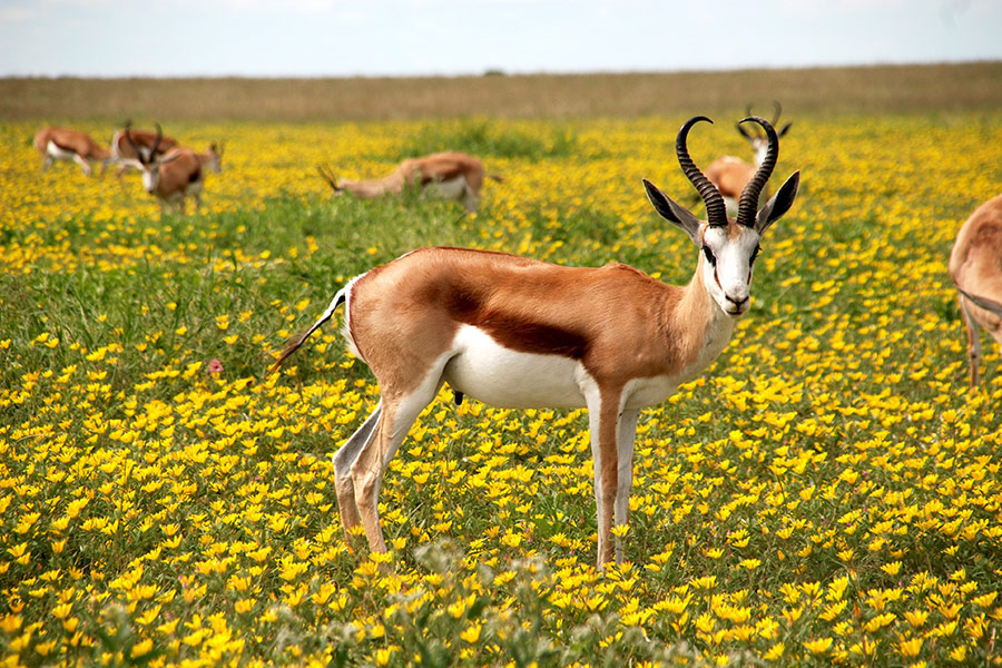 Antelope in the flower field