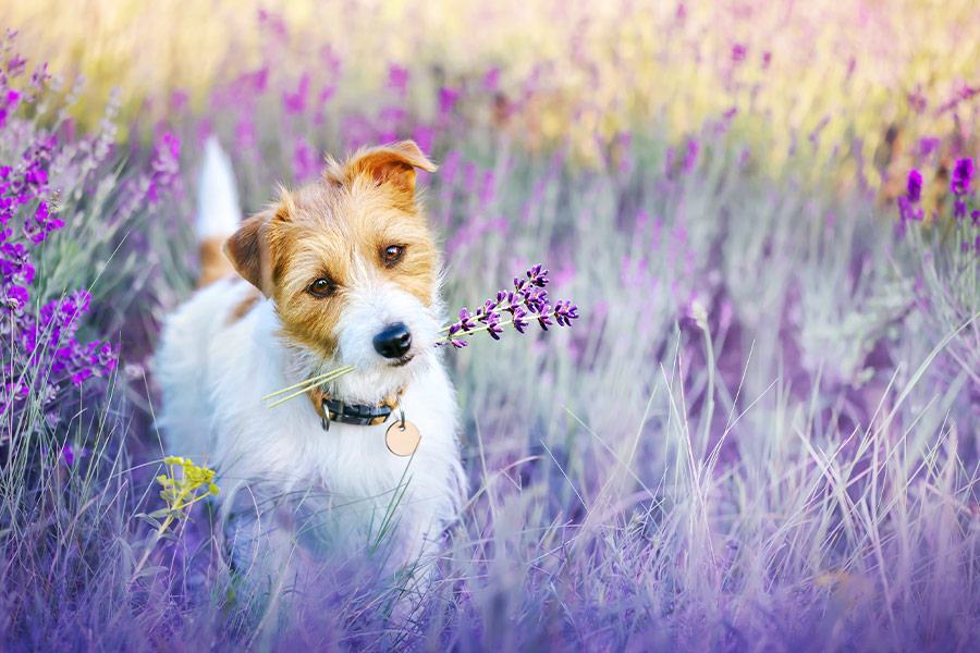 Happy walking dog in lavender