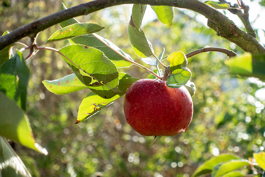 Ripe apple hanging on branches