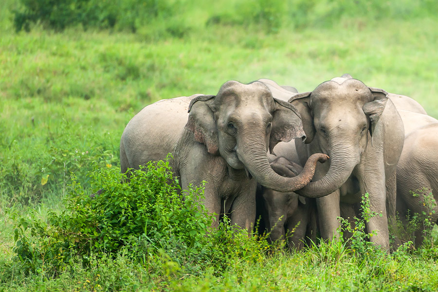 Two baby elephants