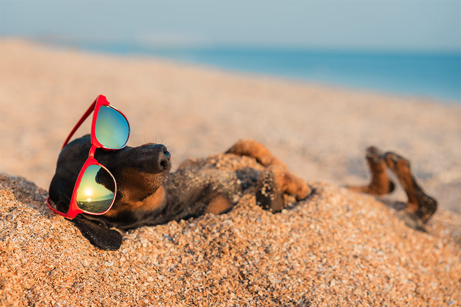 Summer dog on sand