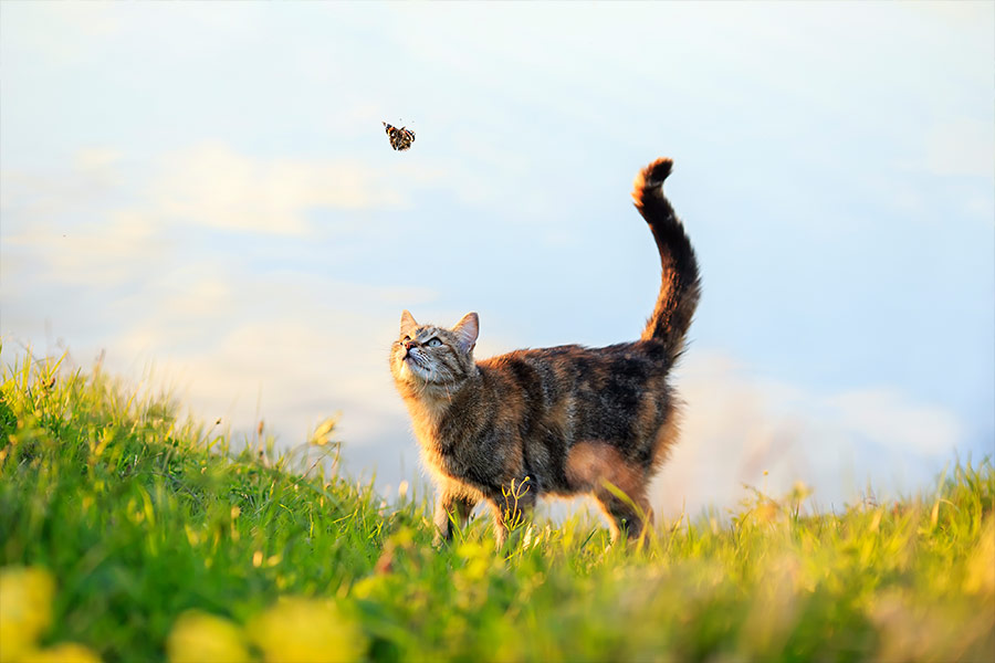 Tabby cat walks through summer