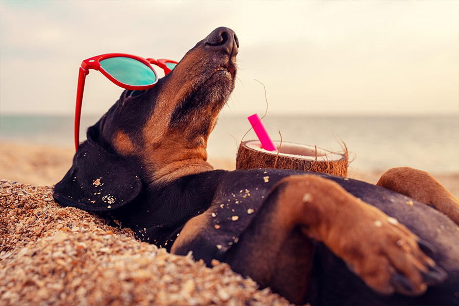 Beautiful of dachshund buried in sand beach