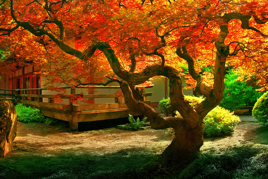 Orange leaves on Japanese garden