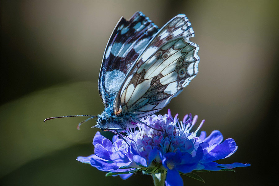 Butterfly macro blossom