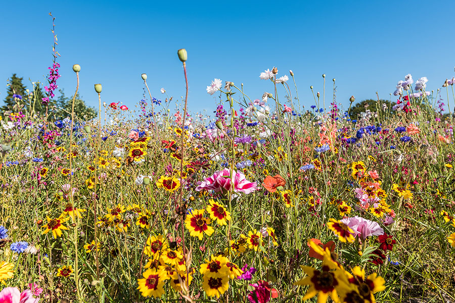 Beautiful different flowers and colors