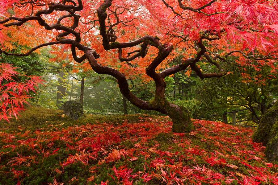 Japanese maple with fall colors