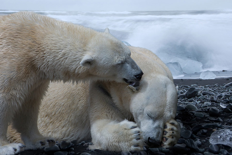 Polar bears