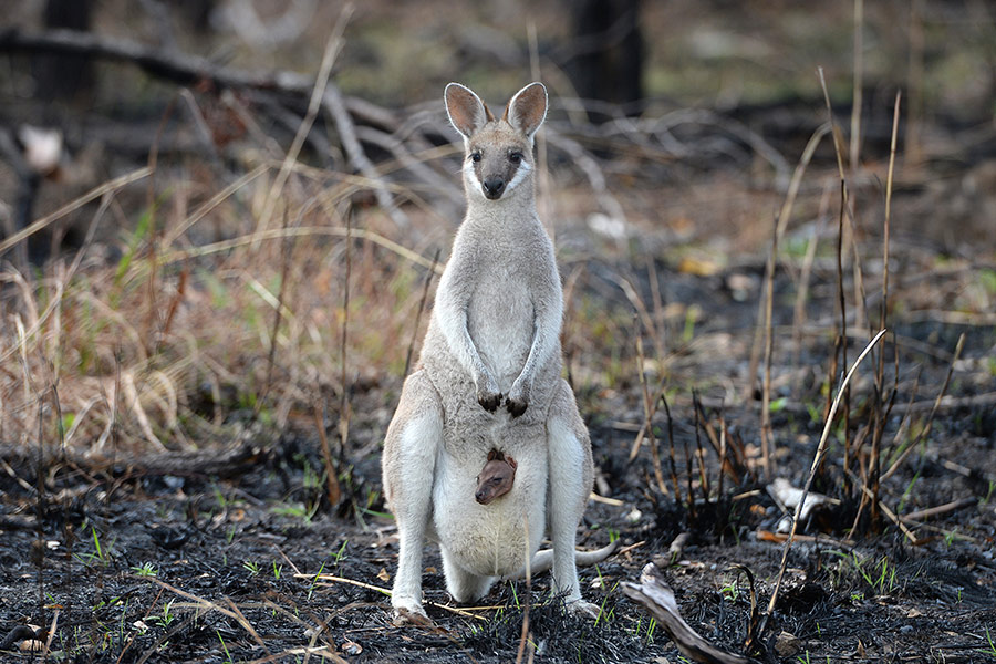 Mother kangaroo forest fire