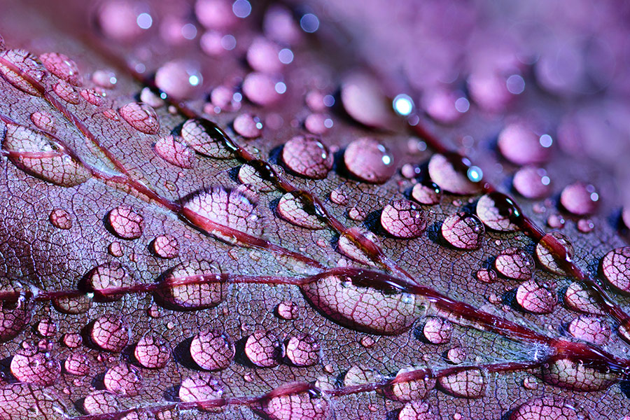 Water drops on purple leaves