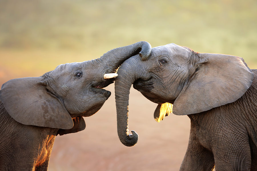 Two elephants