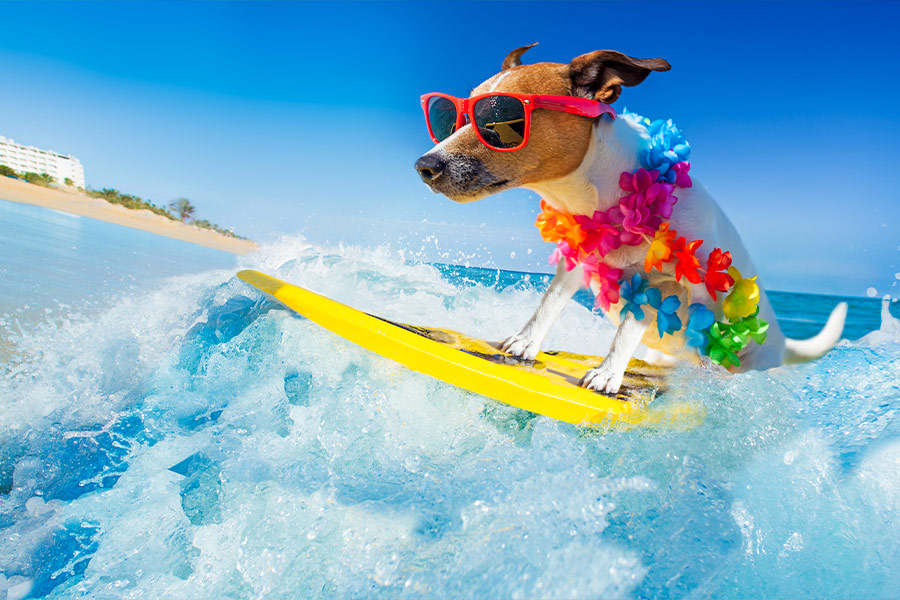 Jack russell dog surfing on a wave