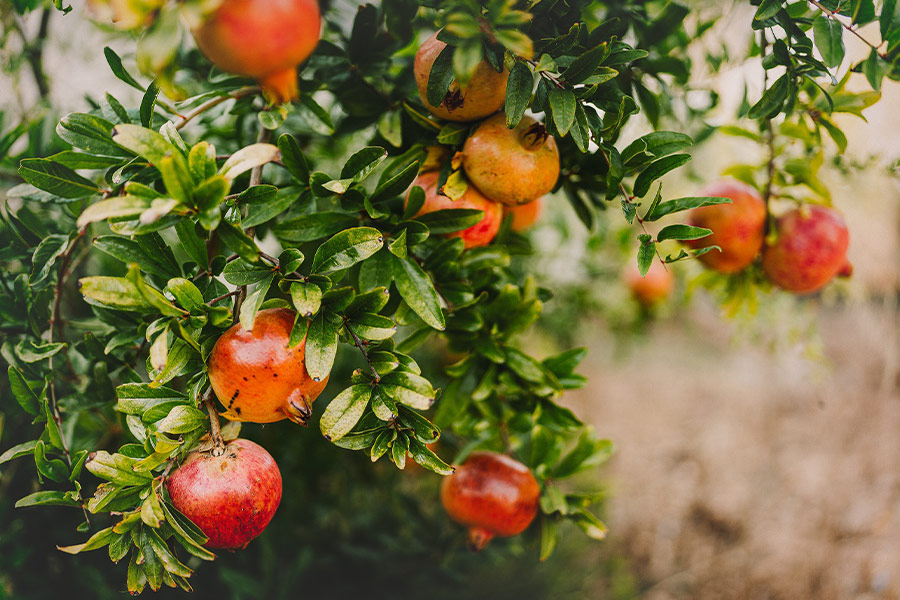 Pomegranate fruits