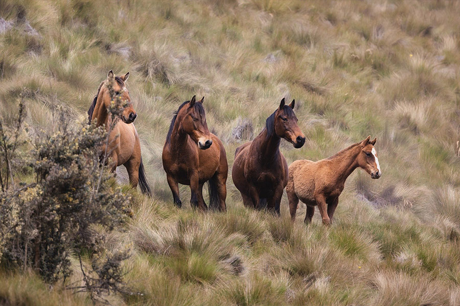 Wildlife group of horses