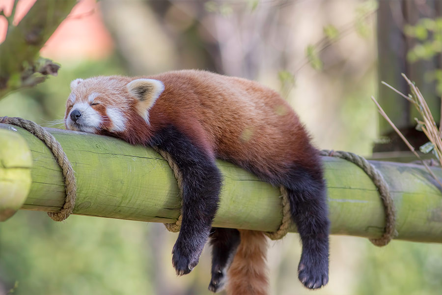 Sleeping Asian red panda