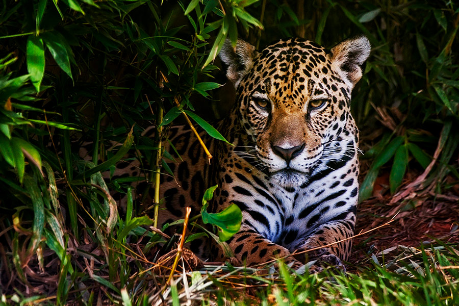 Cute jaguar