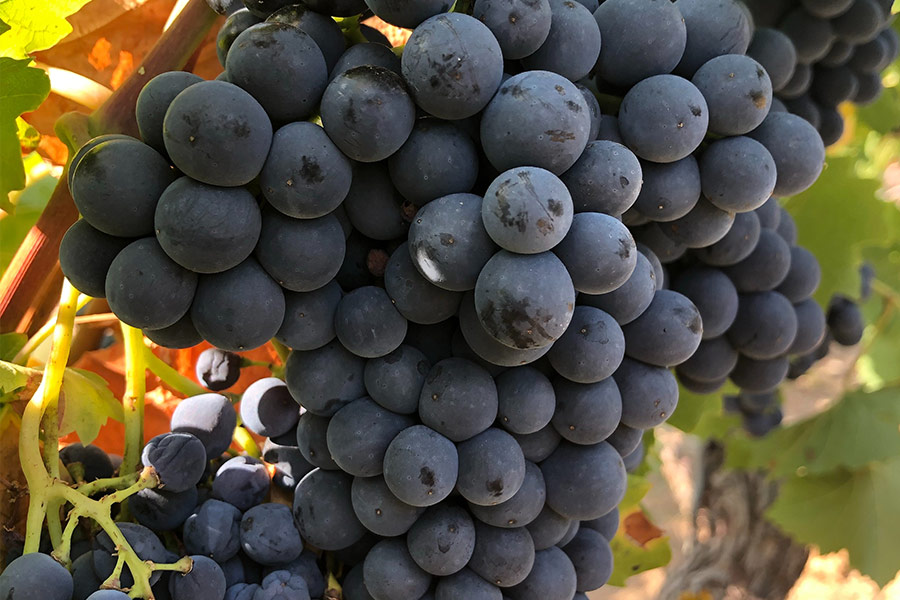 Close up photo of cluster of grapes